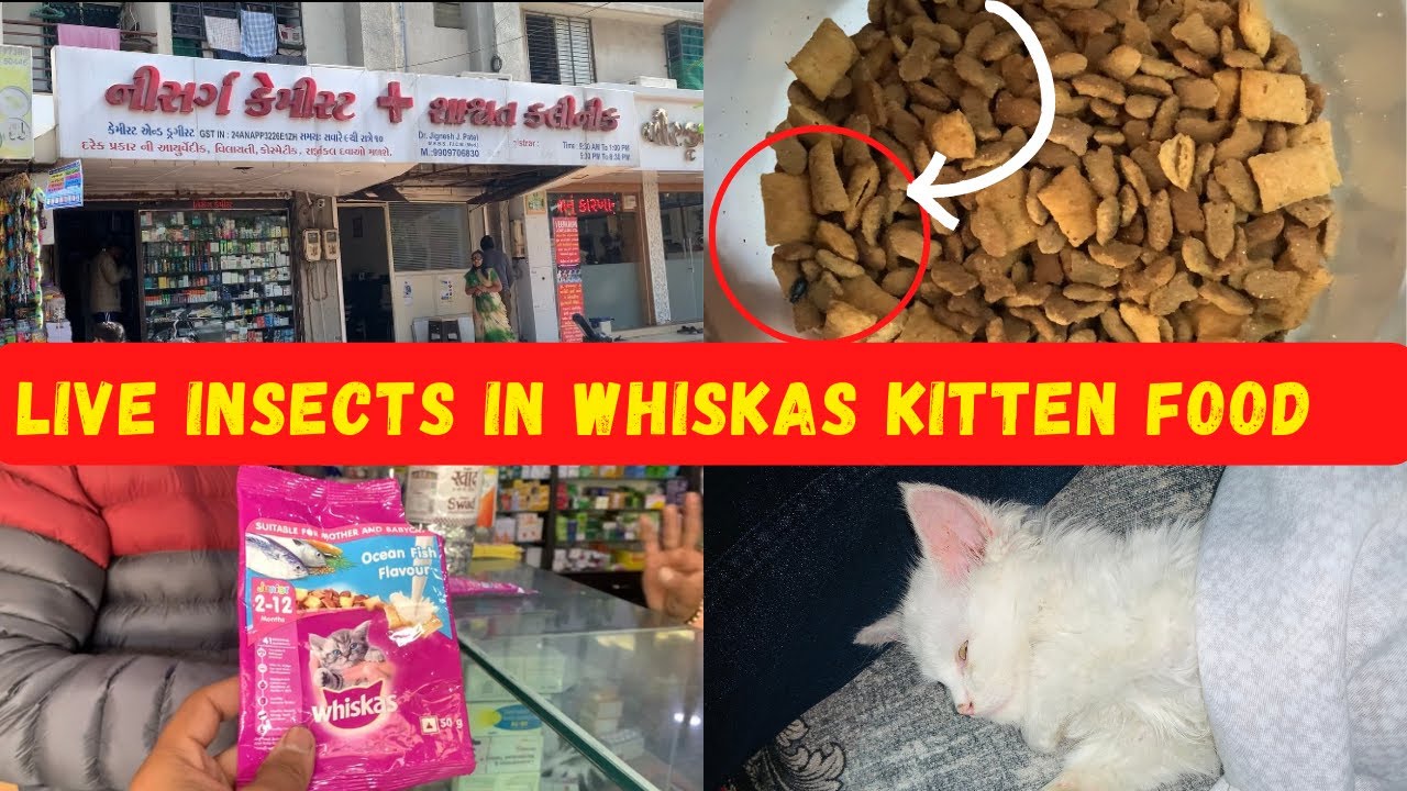 Live insects in @whiskasindia527 kitten food | This is not acceptable