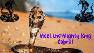 Jungle Royalty: Meet the Mighty King Cobra! | Meet the animals🌿🐍#animals#funny#kingcobra #viralvideo