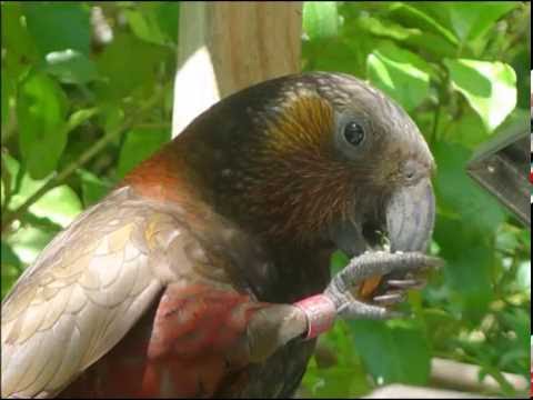 KaKa - Nestor meridionalis