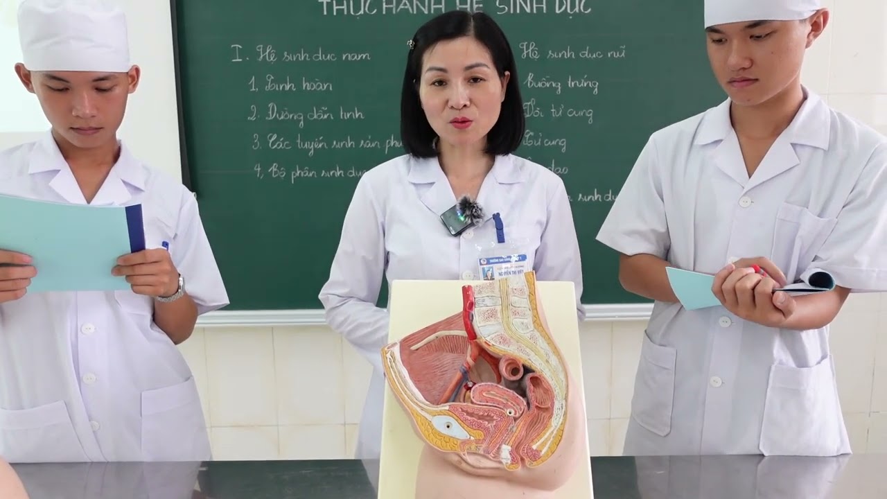 Giải phẫu Hệ sinh dục