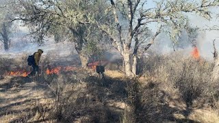 If Trees Could Talk What Would They Say About Wildfire?