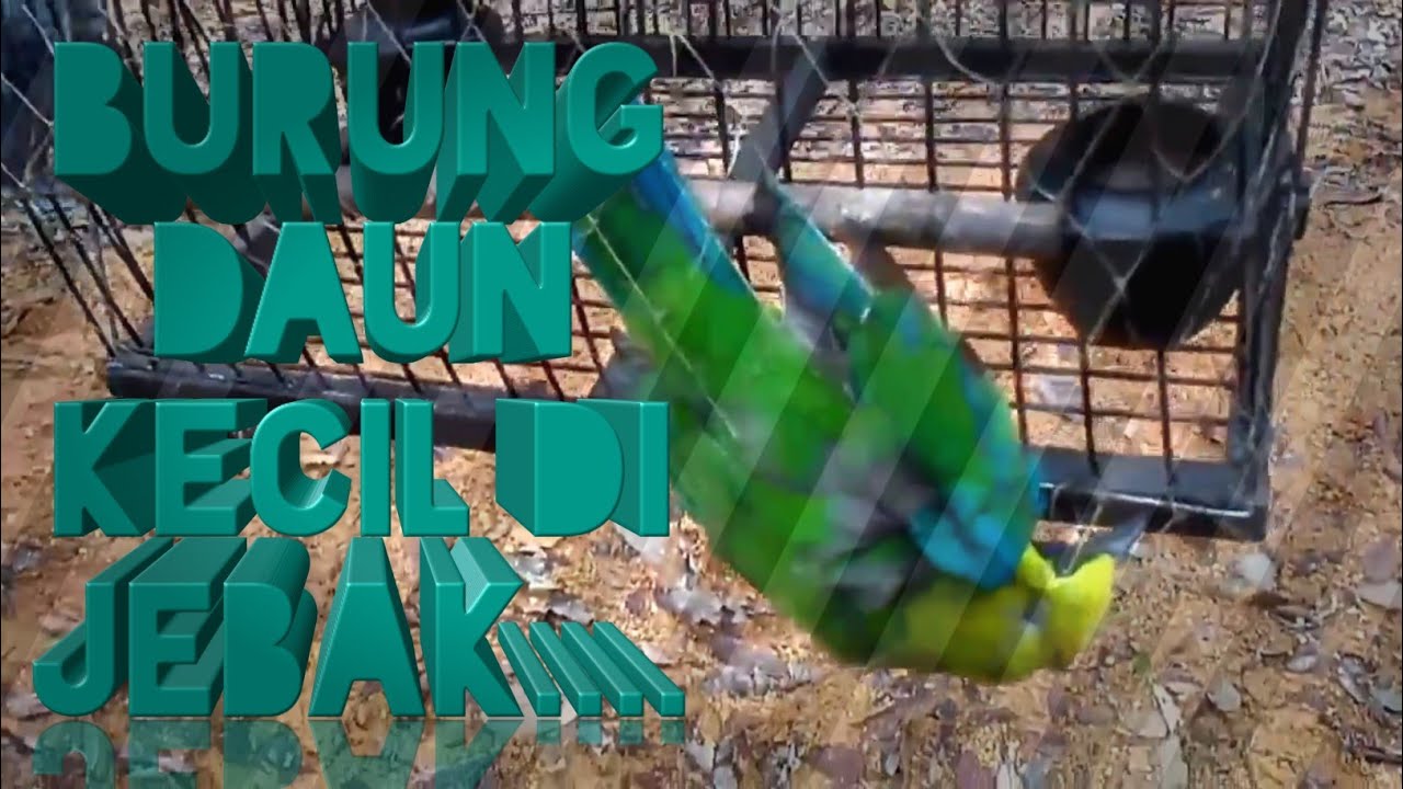 Hasil Denak Memikat Burung Daun Kecil / Hijau Kuning 1 / Lesser Green
