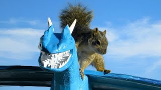 Squirrel Steals Dragon  DragonFight