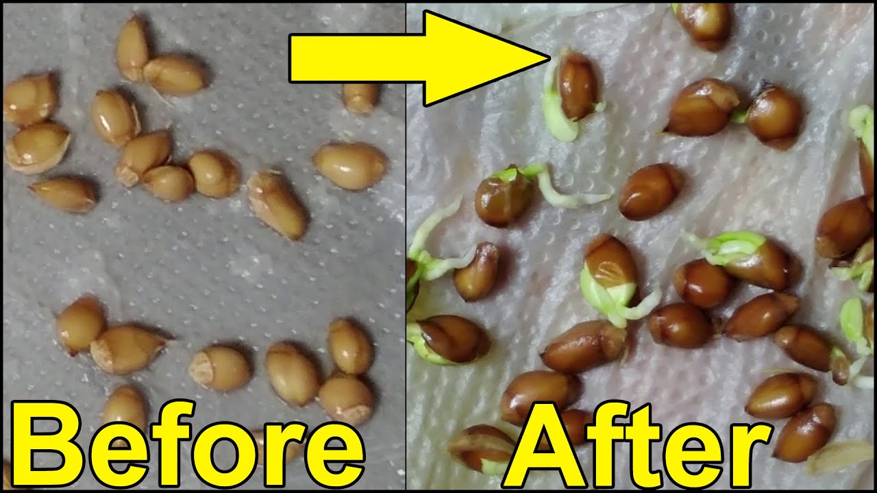 how to germinate grapefruit seeds - germinate seeds 