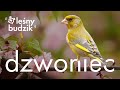 Leśny budzik - Dzwoniec