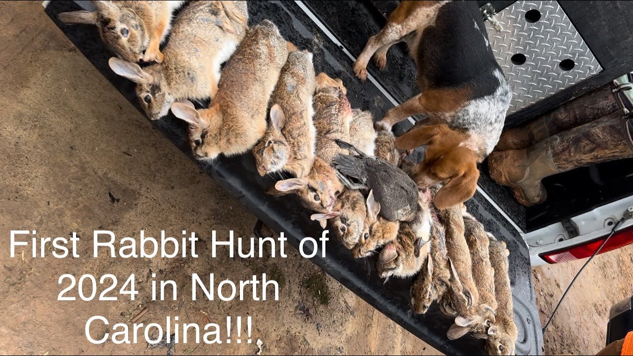 First Day of RABBIT HUNTING in North Carolina for 2024!!! - YouTube