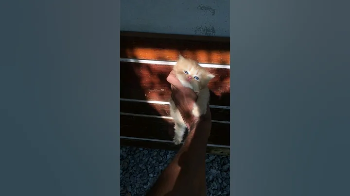 Watch the video about Calicut persian cat sale 📞8139094290 | #shorts #homepets