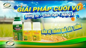 Giải pháp giai đoạn cong trái me, tối ưu năng suất