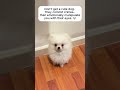Cute dog logic: do crime → give eyes → get forgiven 🐶 #funny #cute #hamachi #pomeranian #smalldog