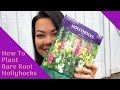 How To Plant Bare Root Hollyhocks // It's super simple