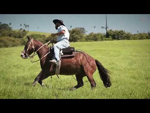 LOTE 16 - GP BÉRBERE