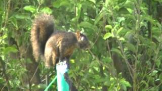 Squirrel Assault Course Outtakes