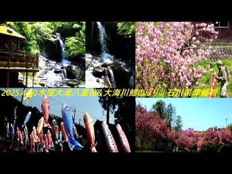 2025 4 30木窪大滝八重桜&大海川鯉のぼり＠石川県津幡町