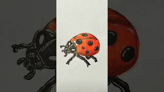 🐞 ladybug 🐞 วาดรูประบายสีสัตว์ สวยๆ วาดรูปง่ายๆ