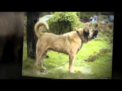 puppy paradise Anatolia Shepherd