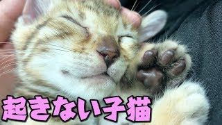 優しさに包まれて全く動かなくなってしまった子猫