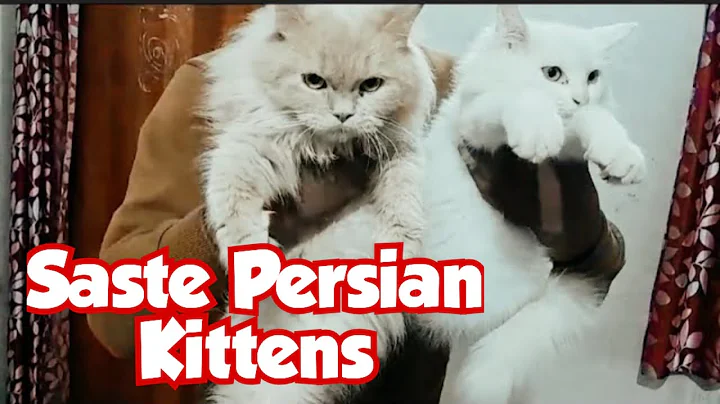 Watch the video about Saste Persian Kittens for Sale in Aurangabad Maharashtra | Semi Punch Face Cats Available Aurangabad