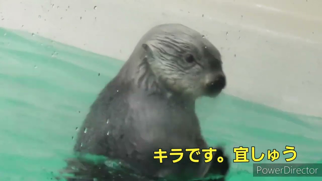 貝をバケツから強奪した後、飼育員さんの顔色を伺うキラちゃん【キラ】【ラッコ】【鳥羽水族館】