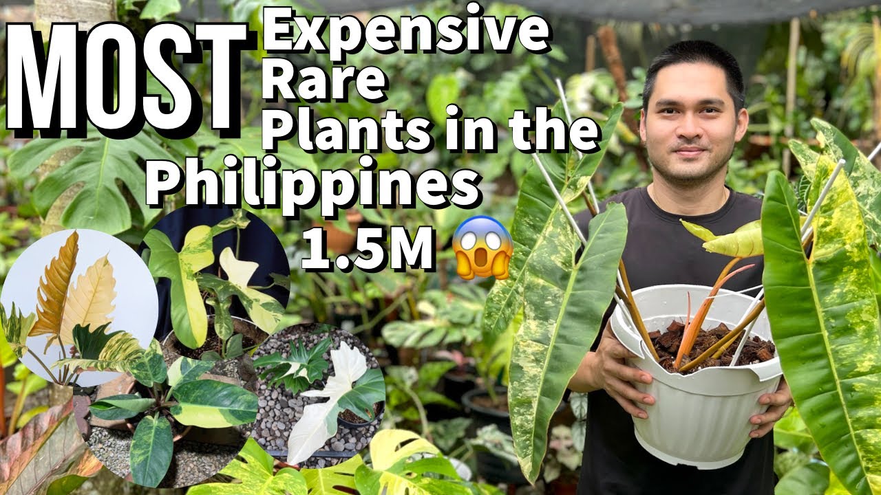 MOST EXPENSIVE PLANTS IN THE PHILIPPINES RIGHT NOW most-expensive-plants-in-the-philippines-right-now