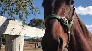 Derby Day winner Hitotsu bled from the mouth as he crossed the finish line