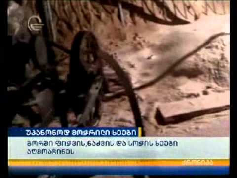 უკანონოდ მოჭრილი ხე-ტყე