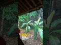 Berburu ketika musim hujan.
