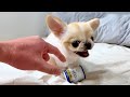 Chihuahua  tiny devil or sweetheart  1 minute animals