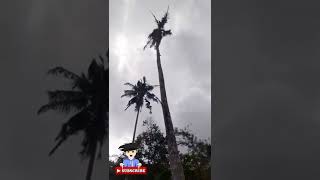 Penebangan pohon kelapa ter TINGGI 25 meter