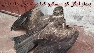 Rescued the sick Eagle #eagles #eagle  #sheharmaindehat #turabandsabtain