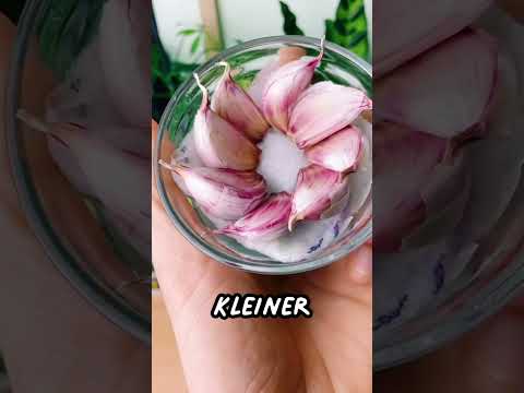 Video: Wie pflanzt man Knoblauchzwiebeln?