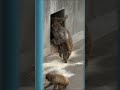 🐵パンチくんとゴーちゃんは何を見ているんだろう？🤔 何か興味をそそられるものがあるみたいだね。😂6月18日#パンチくん #市川市動植物園 #shost