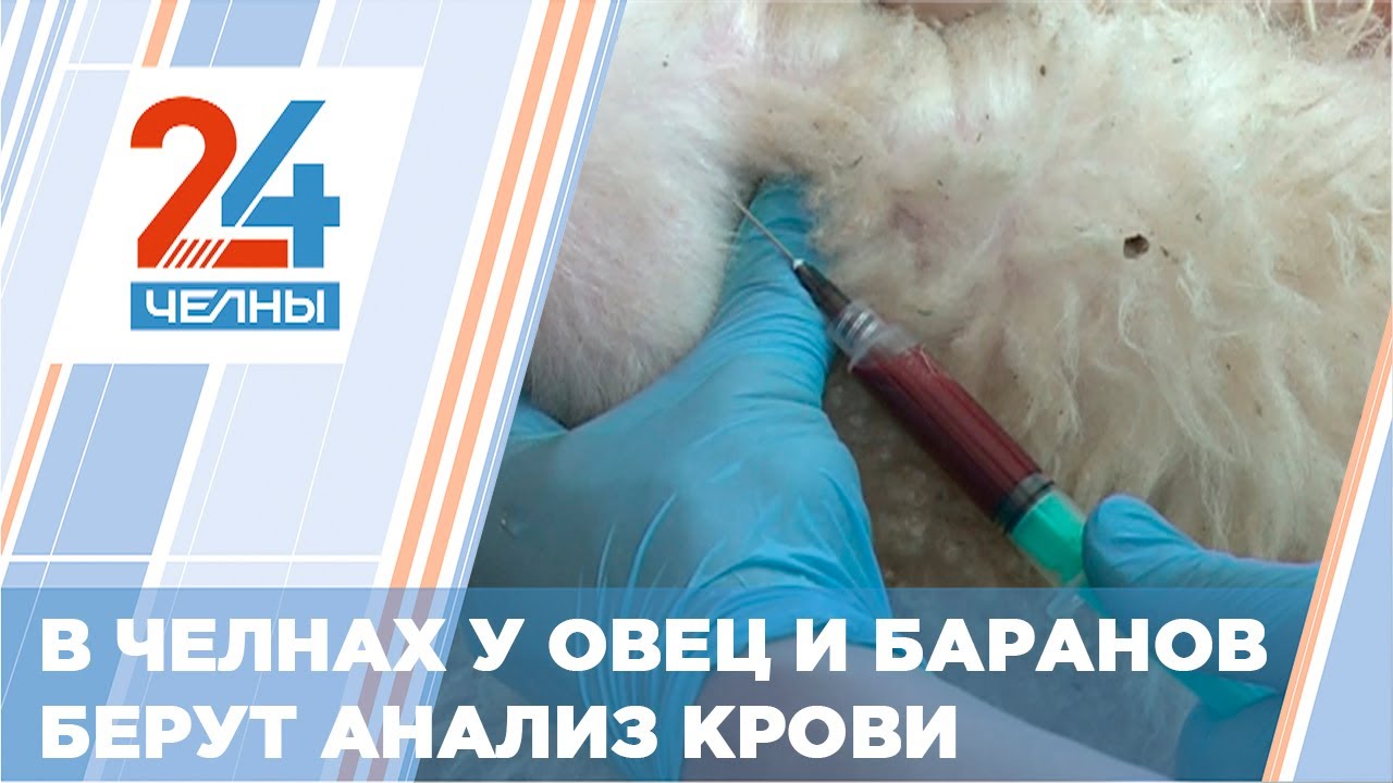 ветеринары челны. феникс набережные челны. 03 больница набережные челны. набережные челны частная клиника. мед клиника набережные челны.