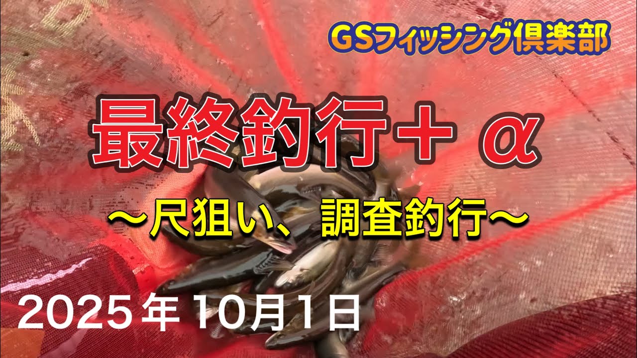 《鮎釣り》最終釣行＋α 尺狙い、調査釣行。アバンサーMT85 ショートスペシャル80【Vol.56】GSフィッシング倶楽部