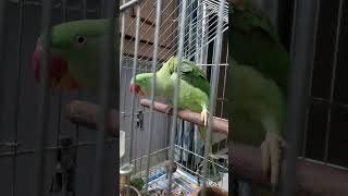 jugni jugni #dance #alexandrineparrot #parrot #musicsong
