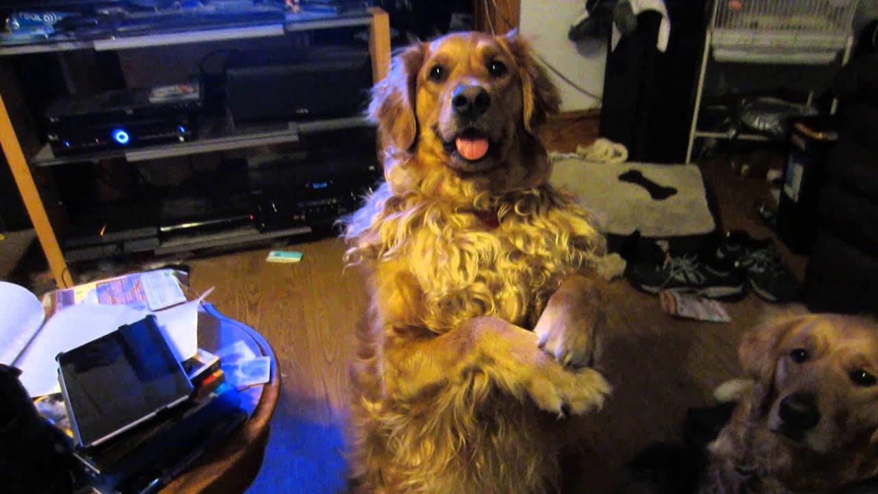 Golden Retriever Doing a Trick YouTube