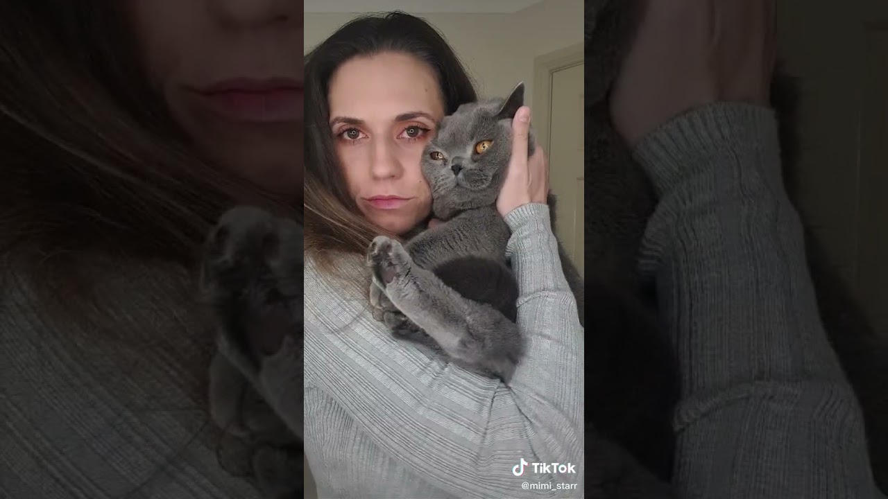 Wow wow blue cat cute for show