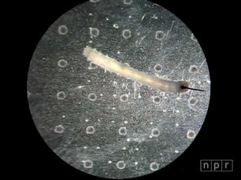 Gut Check: Caterpillars Walk Gut First Instructional Video Gut Check: Caterpillars Walk Gut First Instructional Video