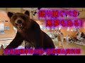【三毛別】日本最恐のヒグマ事件を語り継ぐ伝説の資料館に行ってきた!苫前郷土資料館 三毛別羆事件の地