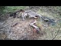 Поиск рогов оленя в Налибокской пуще, апрель 2021, zrzuty poroże jelenia