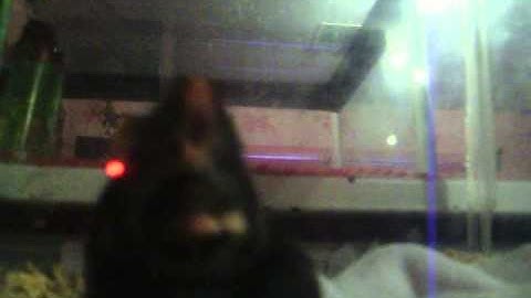 My mouse sticking her tongue out