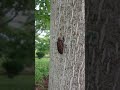 蝉の幼虫はミズキが苦手なようだ！［八戸・青森］