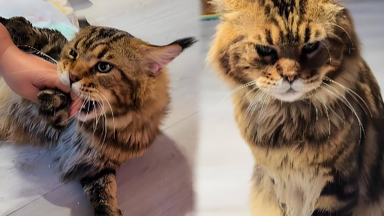 没想到连猫咪都有娶了媳妇忘了娘！就知道跟老婆贴贴，跟主人玩竟然还要咬主人！