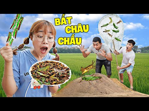 Hà Sam Ra Đồng Vợt Châu Chấu Chiên Giòn Cực Ngon - Đồ Ăn Vặt Tuổi Thơ Ở Nông Thôn