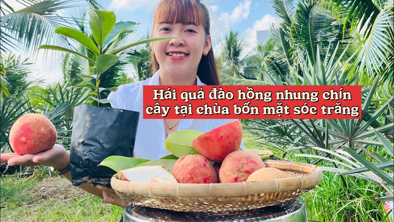 Hái trái đào hồng nhung chín cây tại chùa bốn mặt sóc trăng #hồngnhung 0978.682.795