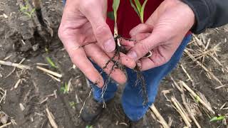 Corn Stand Evaluation