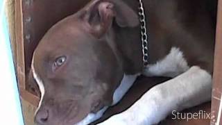 American Staffordshire Terrier 6 Meses