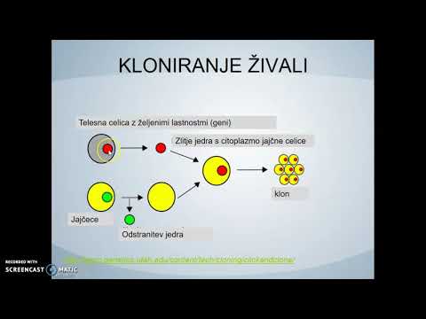 Video: Presaditev človeških Nevronskih Matičnih Celic Pri Modelih Poškodb Hrbtenjače: Kako Daleč Je Od Klinične Uporabe?