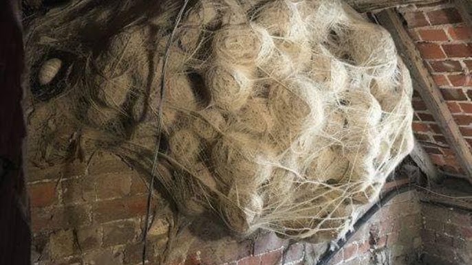 A Man Thought He Found A Hornet's Nest In His Attic - YouTube