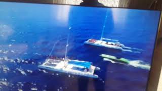 Acunun  2019 Survivora Gelişi