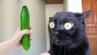 New Funny Animals 😂 Funniest Cats and Dogs Videos 😺🐶 Part 9